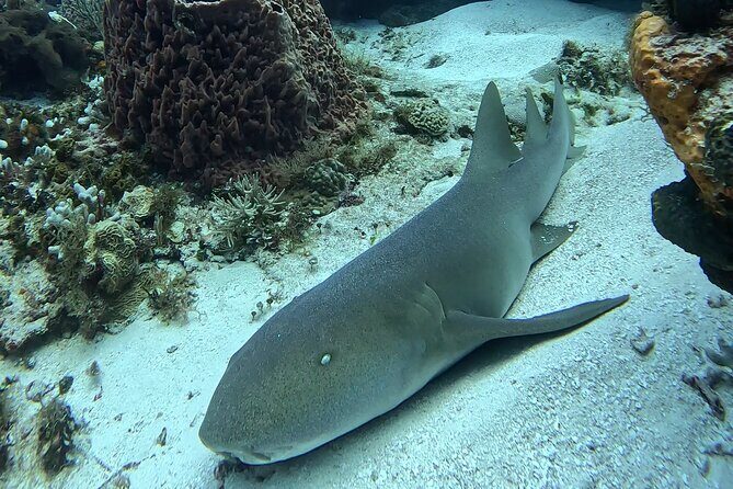 Enjoy two dives without previous experience with a boat trip - FAQ