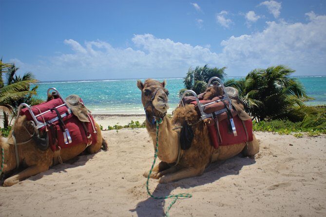 ENJOY UNIQUE CAMEL RIDE in Puerto Morelos with Transportation - Final Thoughts: Is It Worth It?