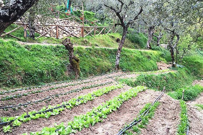 Enogastronomic Day in a Farm - Tasting of local products - Who Should Consider This Tour?