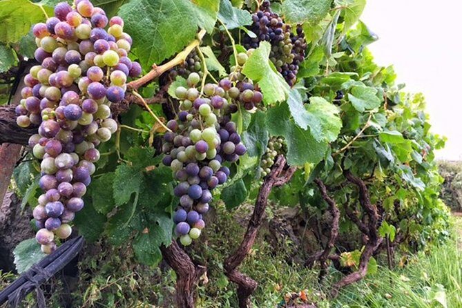 Enogastronomic Tour- 4 hours in Tenerife - FAQs