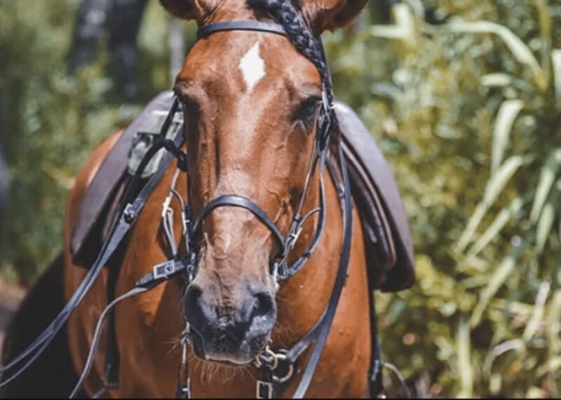 Ensenada: Horseback Riding at Playa Hermosa Beach - Key Points