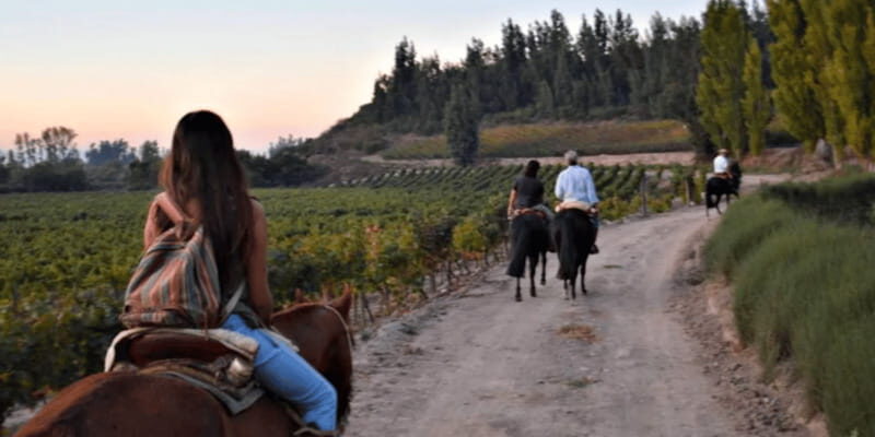 Ensenada: Horseback Riding at the Vineyards - The Experience in Detail