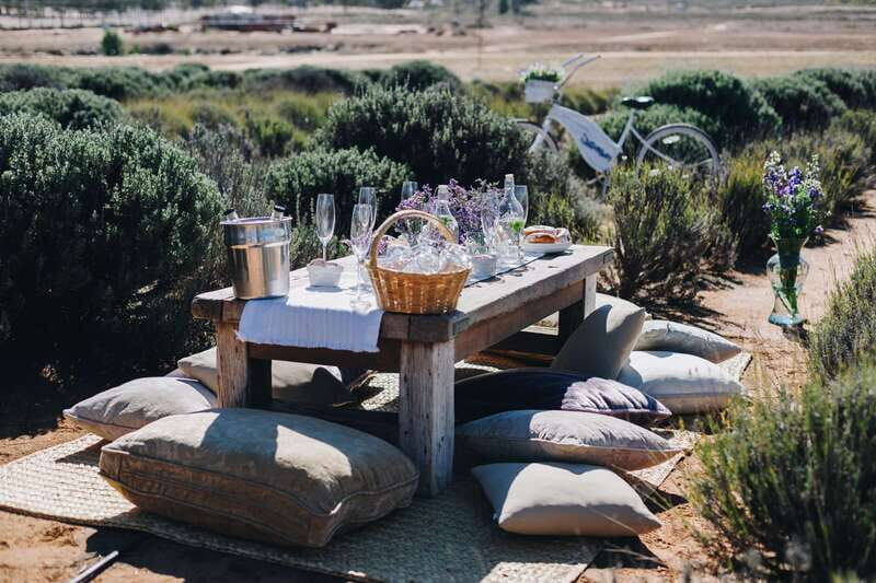 Ensenada: Picnic in Lavender Fields at Aires de Lavanda - The Overall Value