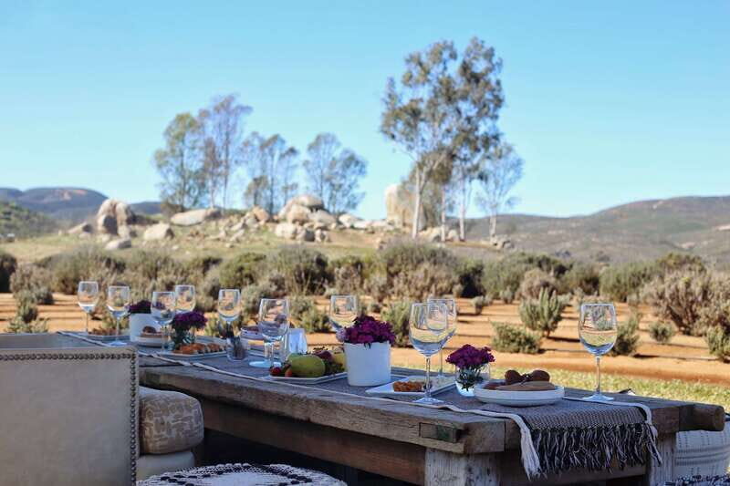 Ensenada: Picnic in Lavender Fields at Aires de Lavanda - Who Is This Tour Best Suited For?