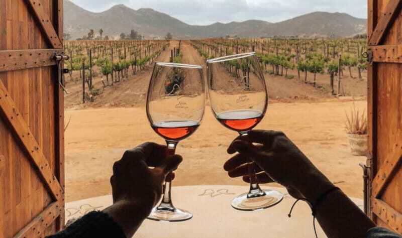 Ensenada: Valle de Guadalupe Wine Tasting Tour - What to Expect from the Valle de Guadalupe Wine Tasting Tour