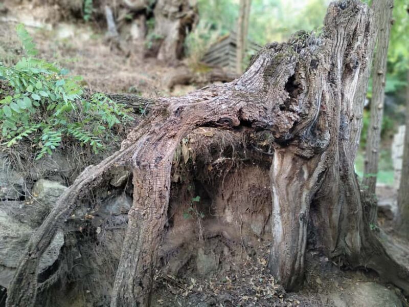 Enter the painting, touch the roots and go back in time ! - Final thoughts