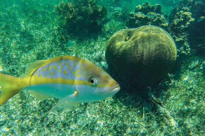 Entry Level PADI Course Discovery Scuba Dive - Price & Value: Is It Worth It?