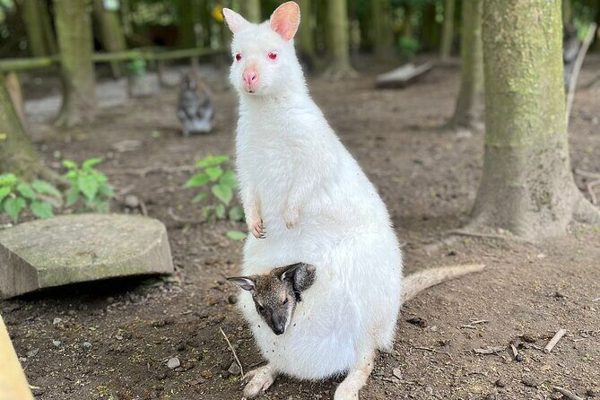 Entry ticket to Hoo Zoo and Dinosaur World in Telford - Frequently Asked Questions