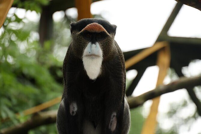 Entry ticket to Hoo Zoo and Dinosaur World in Telford - Who This Experience Actually Suits