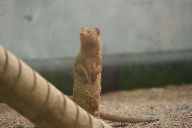 Entry ticket to Hoo Zoo and Dinosaur World in Telford - Practical Details for Planning