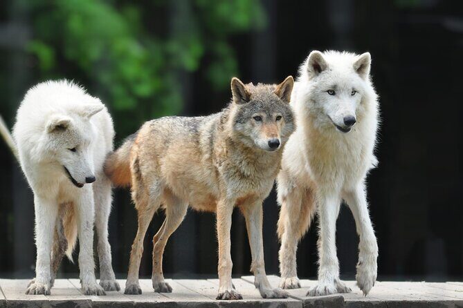 Entry ticket to Hoo Zoo and Dinosaur World in Telford - Frequently Asked Questions