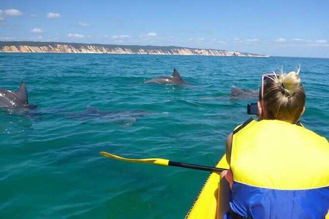 Epic Kayak With Dolphins & Wildlife - 4WD Beach Adventure Noosa - Key Points