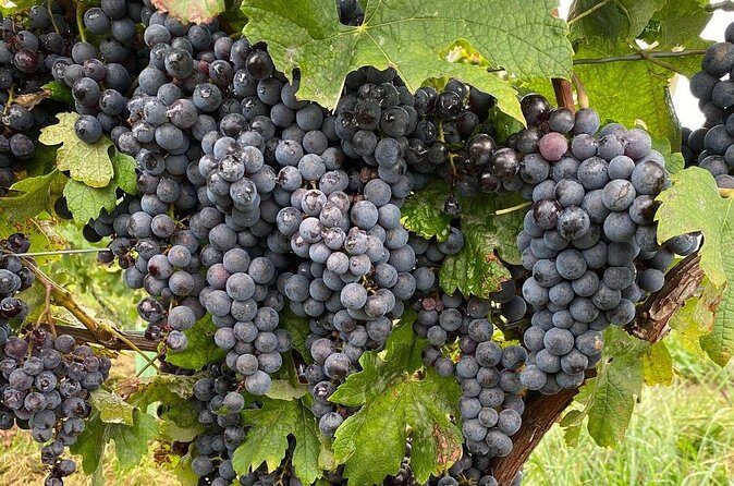 Epic Wine and Waterfall Tour - Final Thoughts