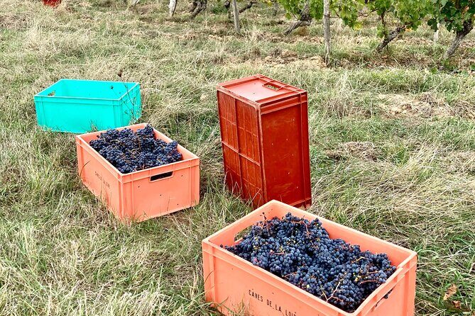 Epicurean Discovery Tour with Wine & Local Specialties - Key Points