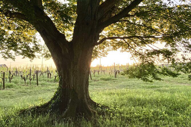 Epicurean Discovery Tour with Wine & Local Specialties - Final Thoughts