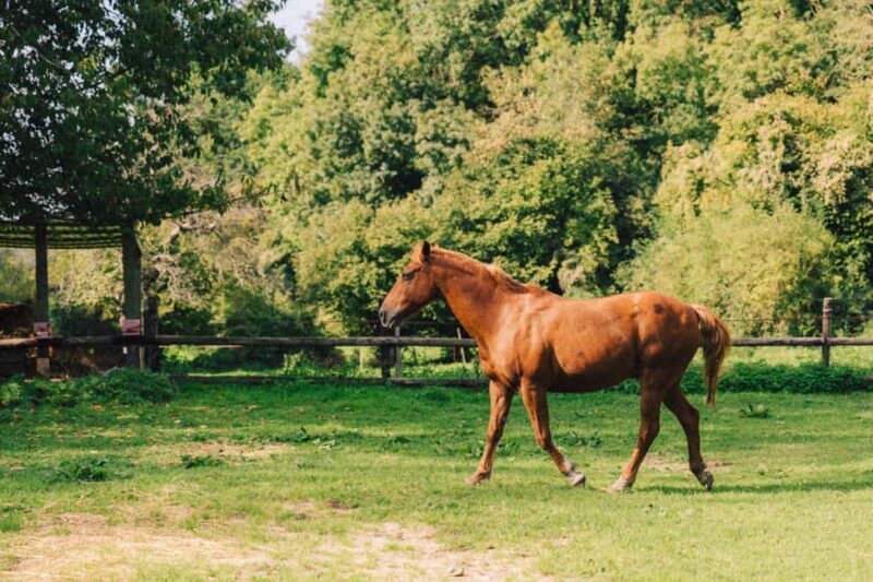 Equicoaching - experience the connection with horses in Normandy - The Benefits of Connecting with Horses