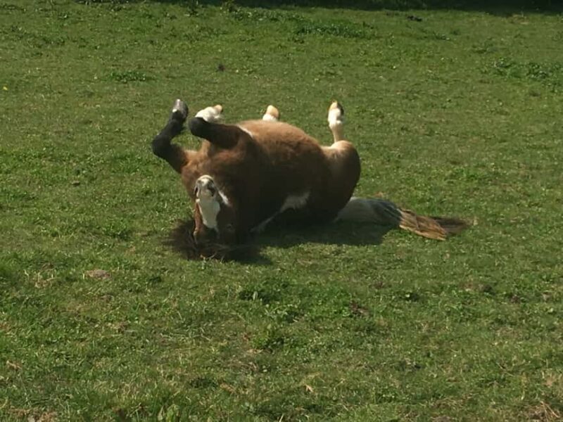 Equicoaching - experience the connection with horses in Normandy - Is it Worth the Price?