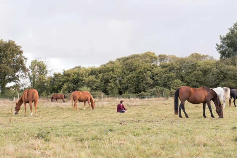 Equicoaching - experience the connection with horses in Normandy - Final Thoughts