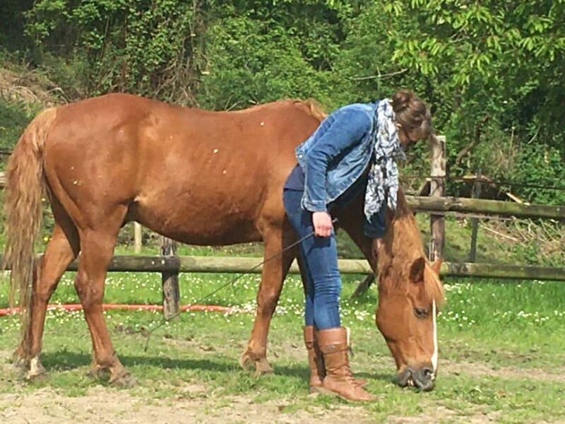 Equicoaching - experience the connection with horses in Normandy - FAQ