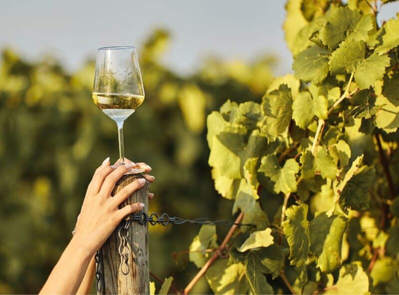 Ercolano vineyards, view cellar wine tasting and brunch - Exploring the Ercolano Vineyards: A Satisfying and Flavorful Experience