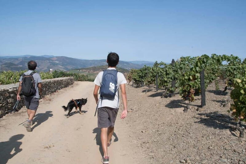 Ervedosa do Douro: Guided Walking Tour with Picnic Lunch - What’s Included and What’s Not