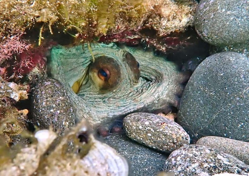 Es Grau:Private Snorkeling Experience with Picnic and Drinks - The Experience in Detail