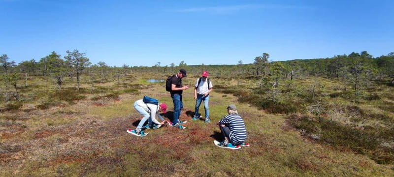 Escape from Tallinn  Hike, Swim, Forage & Cuddle Sled Dogs - Key Points