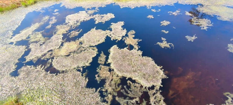 Escape from Tallinn  Hike, Swim, Forage & Cuddle Sled Dogs - A Deep Dive into the Experience