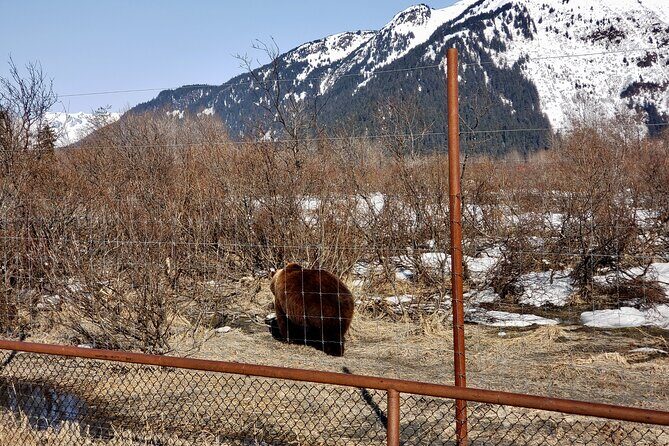 Escaping Anchorage Spring Wildlife Tour - FAQs