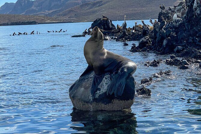 Espiritu Santo Island and sea lions - The Sum Up