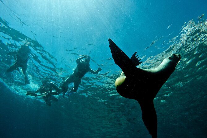 Espiritu Santo Island Combo: Sea Lions and Paddleboard 1 to 6 Private Group - Who Is This Tour Best For?