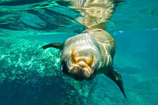 Espiritu Santo Island Private Tour: Sea Lions and paddle boarding - FAQ about the Espiritu Santo Island Private Tour