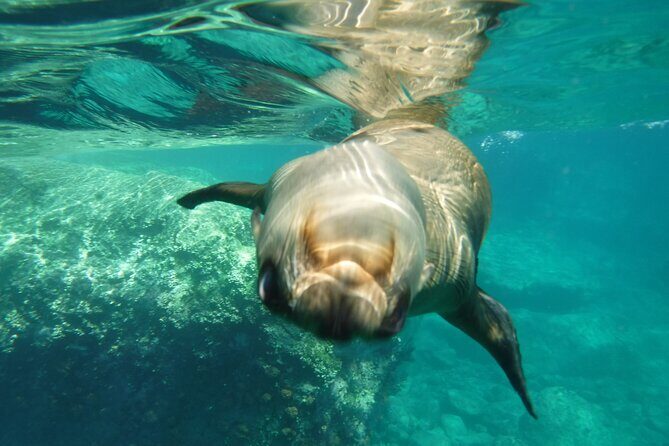 Espiritu Santo Island, Sea Lions & Paddleboard 1 to 10 Private Group Adventure - The Details of the Tour: What to Expect