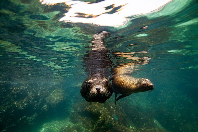 Espíritu Santo Island snorkel and sightseeing tour on Small Group - In The Sum Up