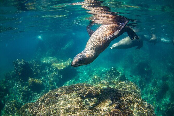 Espiritu Santo Island Snorkel & Sea Lion Adventure - The Itinerary in Detail: What to Expect
