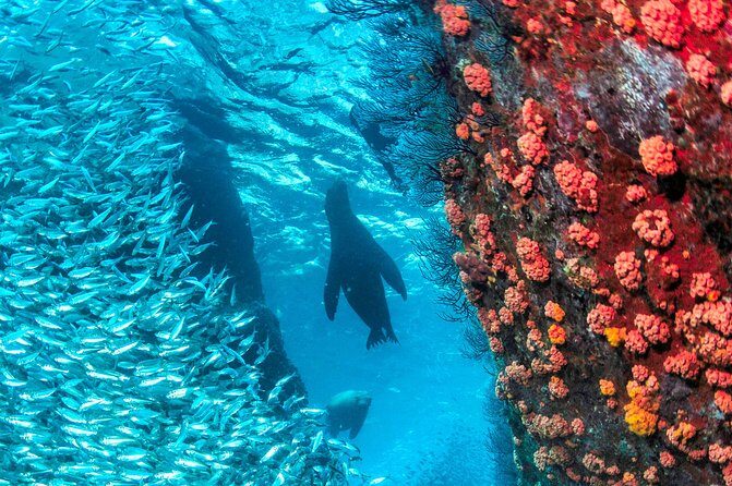 Espiritu Santo Island Snorkel & Sea Lion Adventure - Is This Tour Right for You?