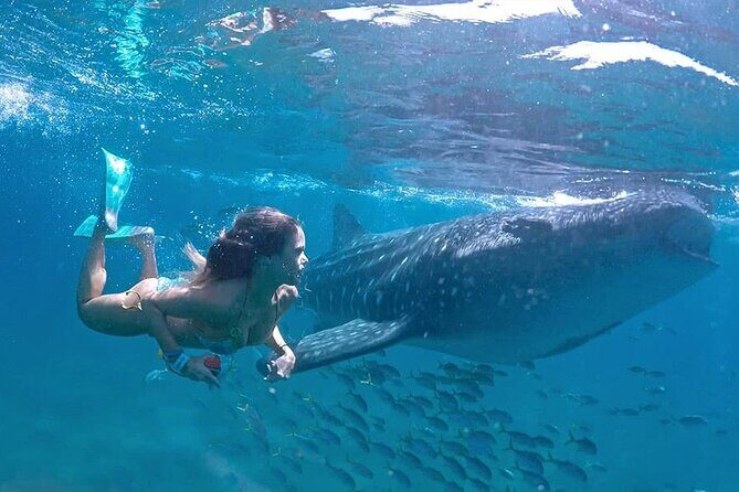 Espíritu Santo Island: snorkel SEA LIONS and Balandra Small Group - What to Expect from the Espíritu Santo Island Snorkel Tour