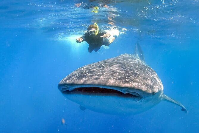 Espíritu Santo Island: snorkel SEA LIONS and Balandra Small Group - The Itinerary Breakdown