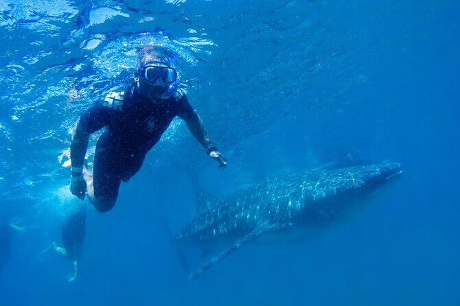 Espíritu Santo Island: snorkel SEA LIONS and Balandra Small Group - Practical Aspects and Value
