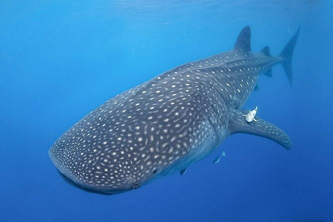 Espíritu Santo Island: snorkel SEA LIONS and Balandra Small Group - Price and Whats Included