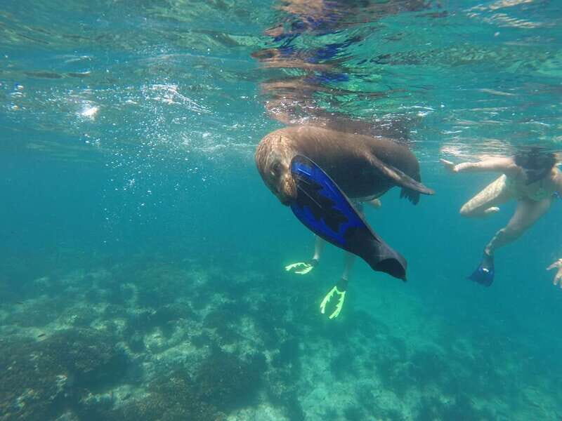 Espiritu Santo Snorkeling and Sea Lion Adventure - FAQs