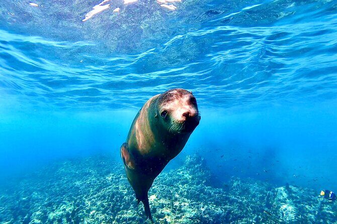 Espiritu Santo Wildlife Expedition and Snorkeling Tour (Private) - Exploring the Espiritu Santo Wildlife Expedition and Snorkeling Tour — a Honest Look