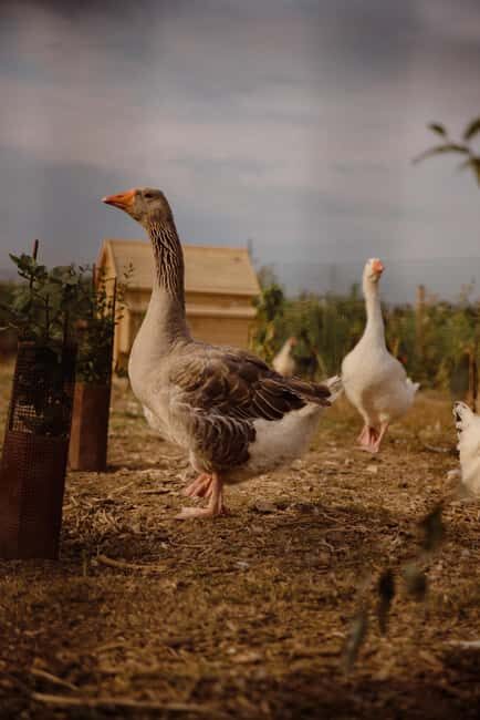 Estate tour and tasting - What the Tour Gets Right