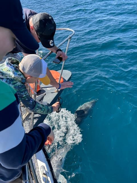 Estepona: Dolphins Searching Sea Cruise with Drink & Snacks - Key Points