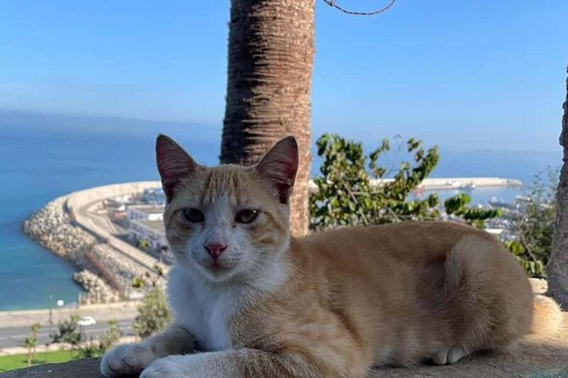 Estepona Private Tour of Tangier included Ferry ticket - Final Thoughts: Who Should Consider This Tour?