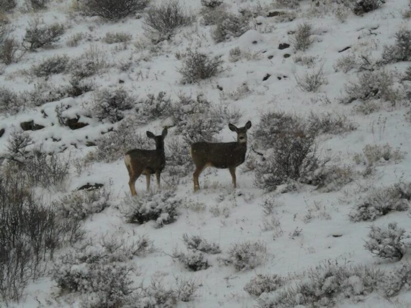 Estes Park: Bear Lake Corridor Tour - Final Thoughts
