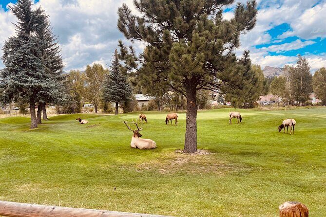 Estes Park Family e-Bike Tour - What Reviewers Say