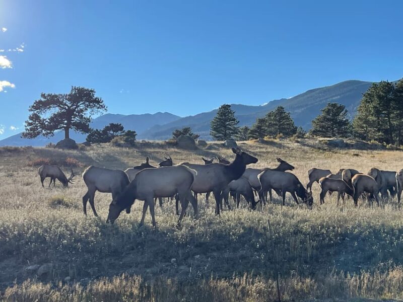 Estes Park: Guided Elk Rut Tour - An Honest Look at What to Expect