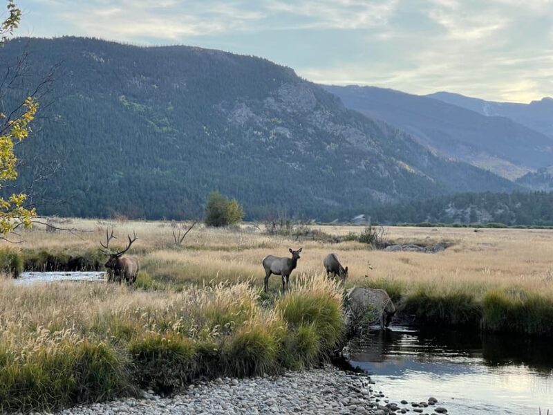 Estes Park: Guided Elk Rut Tour - What Travelers Say