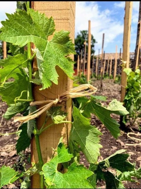 Etna DOC: Board of local products with Tasting of Etna Wines - Practical Details: What to Know Before You Book